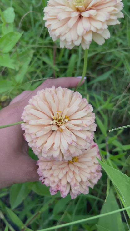Crème Brulee Zinnia Seed Mix Fall Shipping