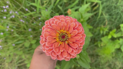 Giant Salmon Heirloom Zinnia Seeds