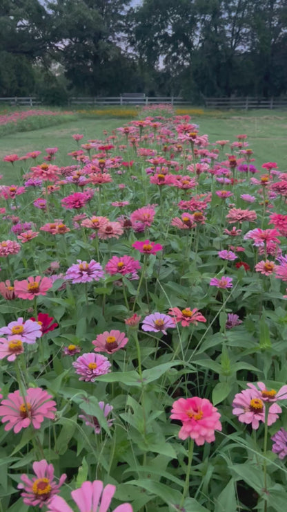 Sunset Zinnia Seed Mix Donation