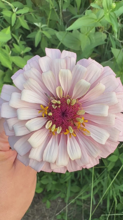 $25 Delectable Pastels Zinnia Seed Mix Fundraiser Shipping Now!