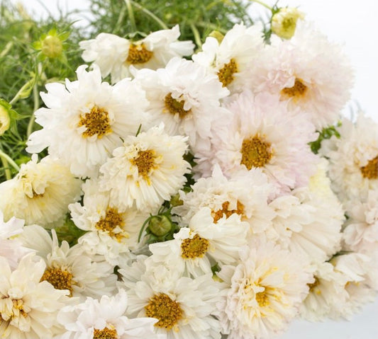 Double Click Snow Puff Cosmos Cut Flower Seeds