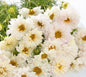 Double Click Snow Puff Cosmos Cut Flower Seeds