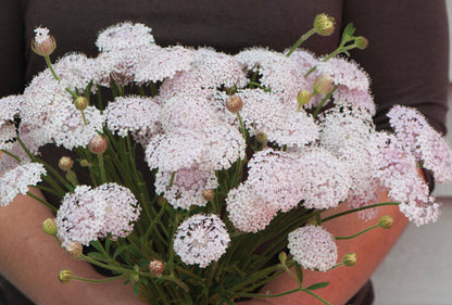 Lacy Pink Didiscus Cut Flower Seeds