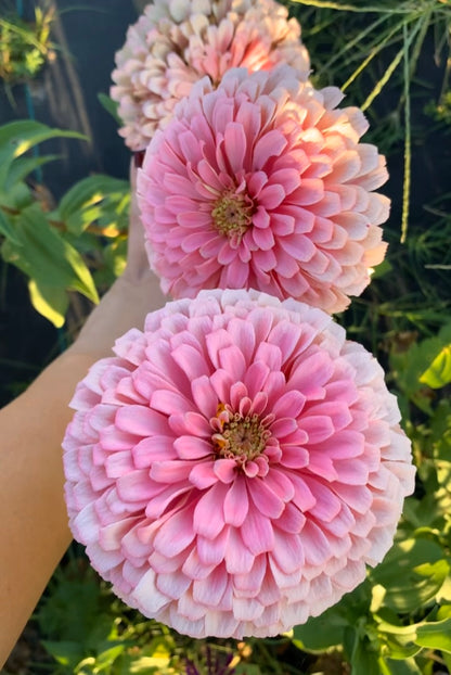 Double Bubble Zinnia Seed Mix Donation