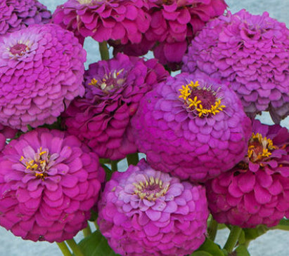 Oklahoma Carmine Zinnia Seeds