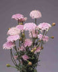 Lacy Pink Didiscus Cut Flower Seeds