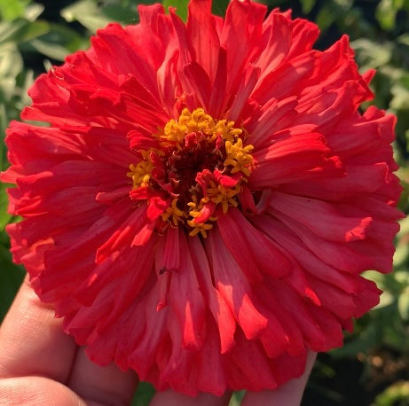 Coral Lace Giant Zinnia Seeds