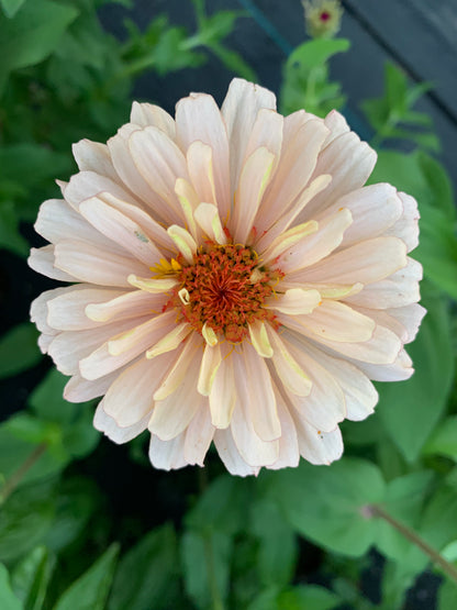 $25 Delectable Pastels Zinnia Seed Mix Fundraiser Shipping Now!