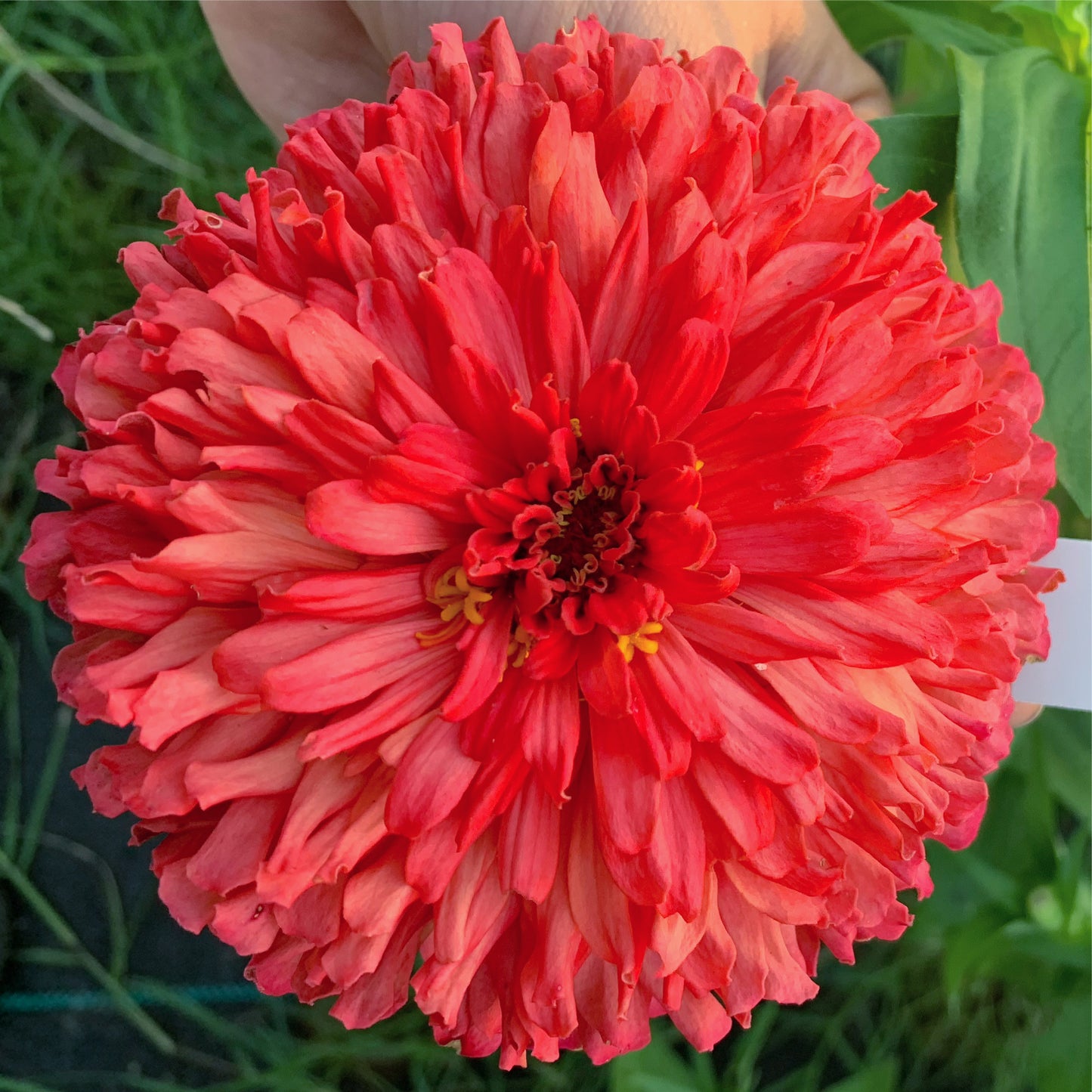 Coral Lace Giant Zinnia Seeds