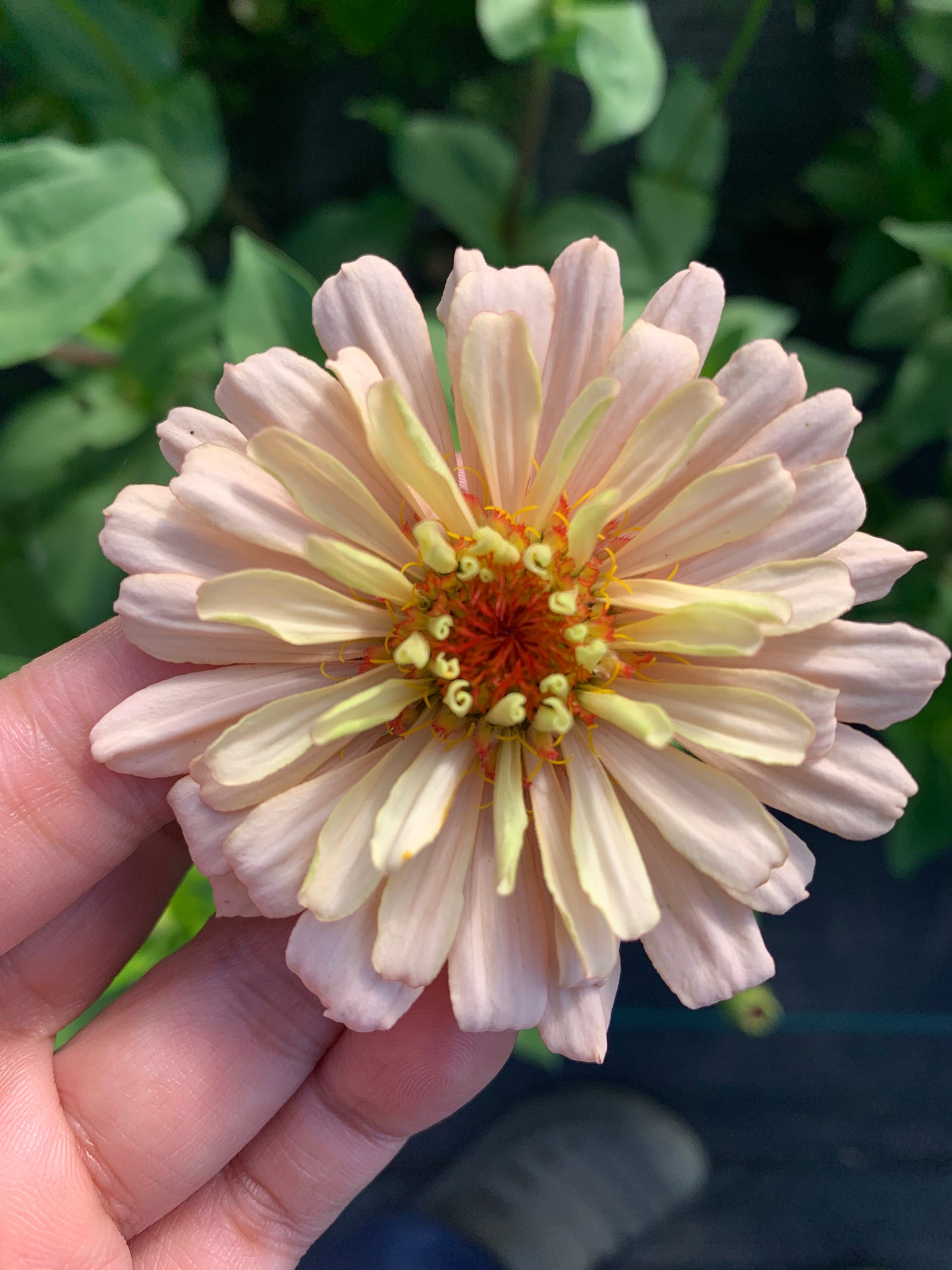 $25 Delectable Pastels Zinnia Seed Mix Fundraiser Shipping Now!