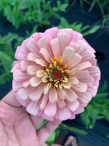 $25 Delectable Pastels Zinnia Seed Mix Fundraiser Shipping Now!