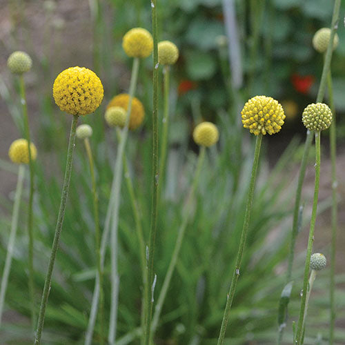 Craspedia Cut Flower Seeds