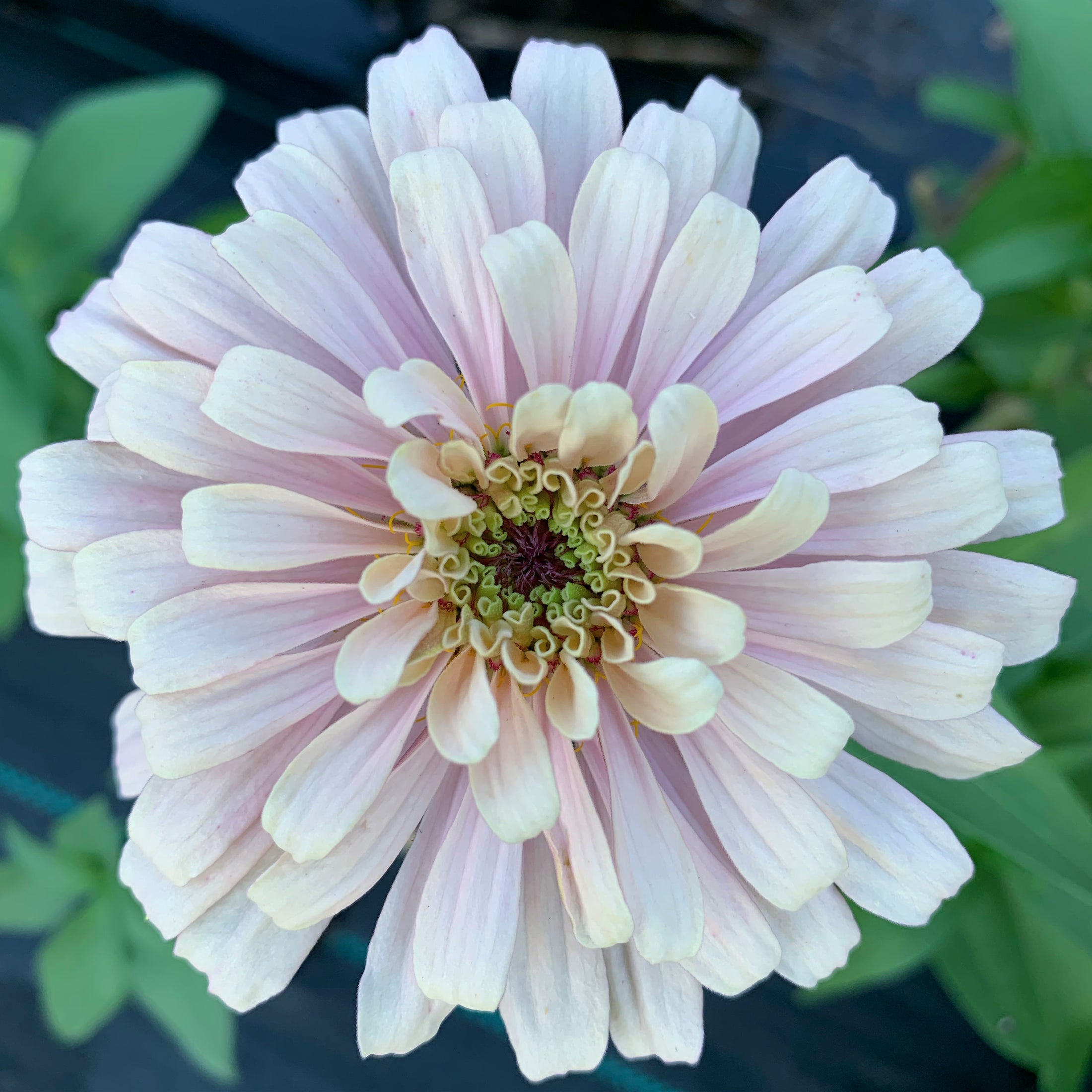 25 Delectable Pastels Zinnia Seed Mix Fundraiser Shipping Now