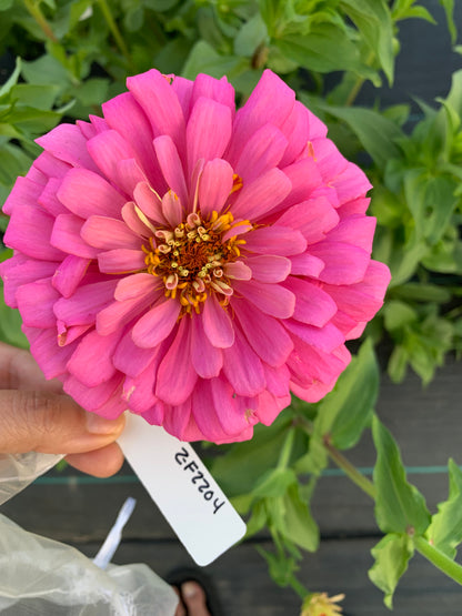 $25 Delectable Pastels Zinnia Seed Mix Fundraiser Shipping Now!