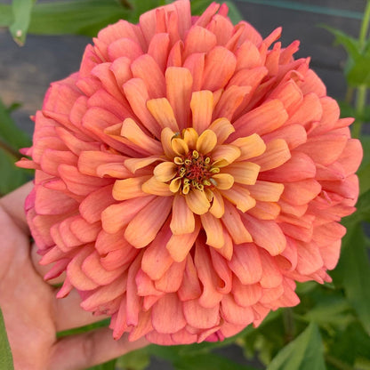 Sunset Zinnia Seed Mix Donation