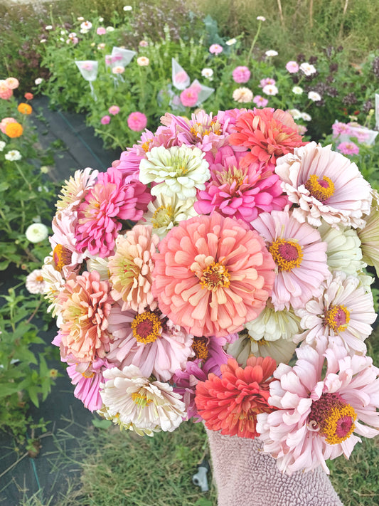 $25 Pastel Zinnia 100 Seed Mix Fundraiser Shipping Now!