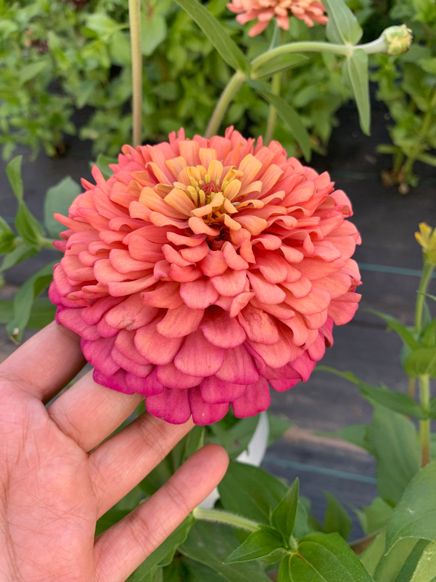 $25 Delectable Pastels Zinnia Seed Mix Fundraiser Shipping Now!