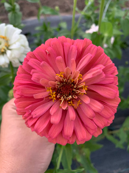 $25 Delectable Pastels Zinnia Seed Mix Fundraiser Shipping Now!