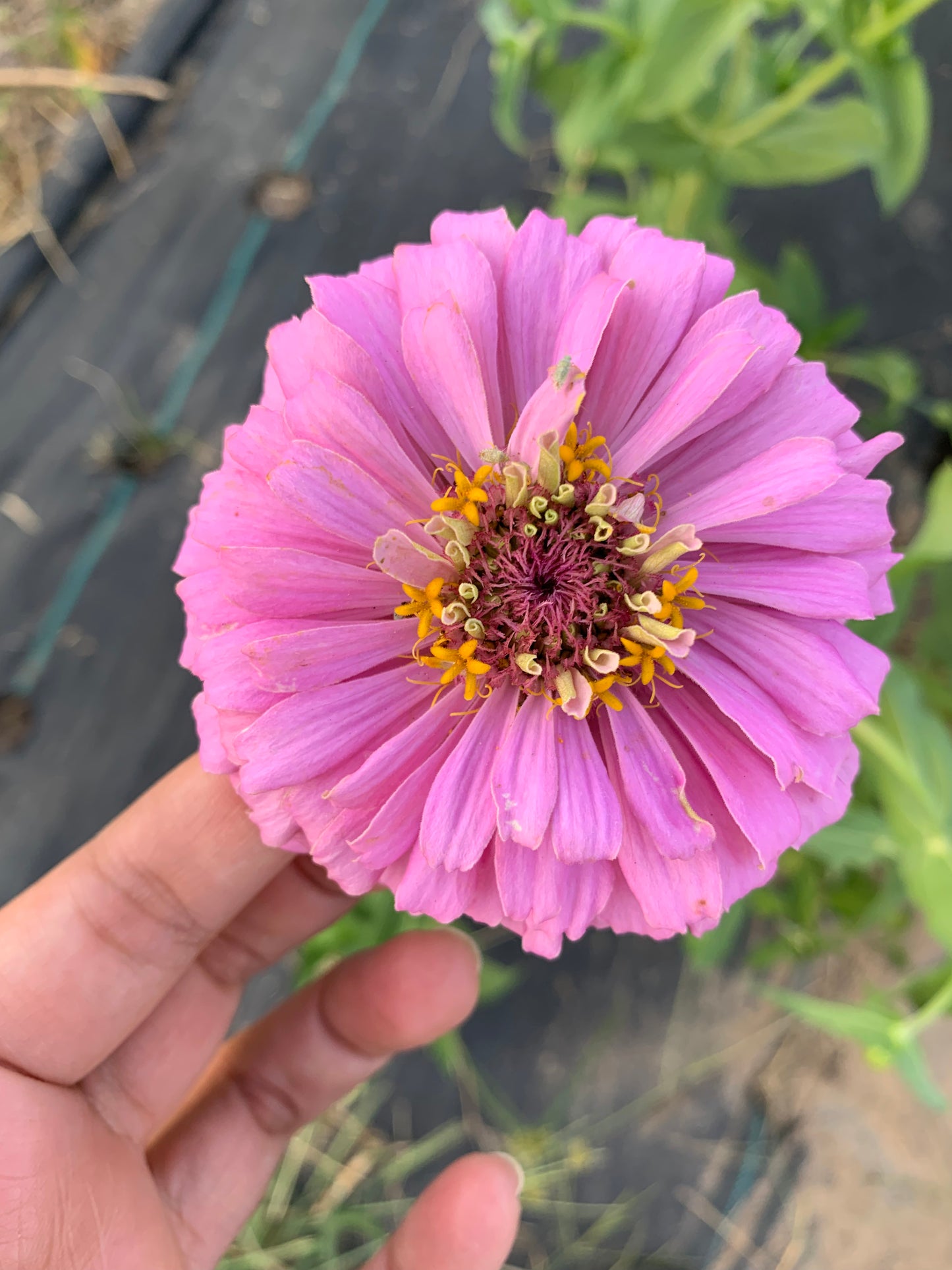 $25 Delectable Pastels Zinnia Seed Mix Fundraiser Shipping Now!