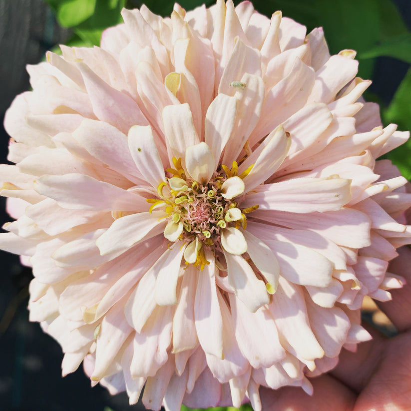 25 Delectable Pastels Zinnia Seed Mix Fundraiser Shipping Now