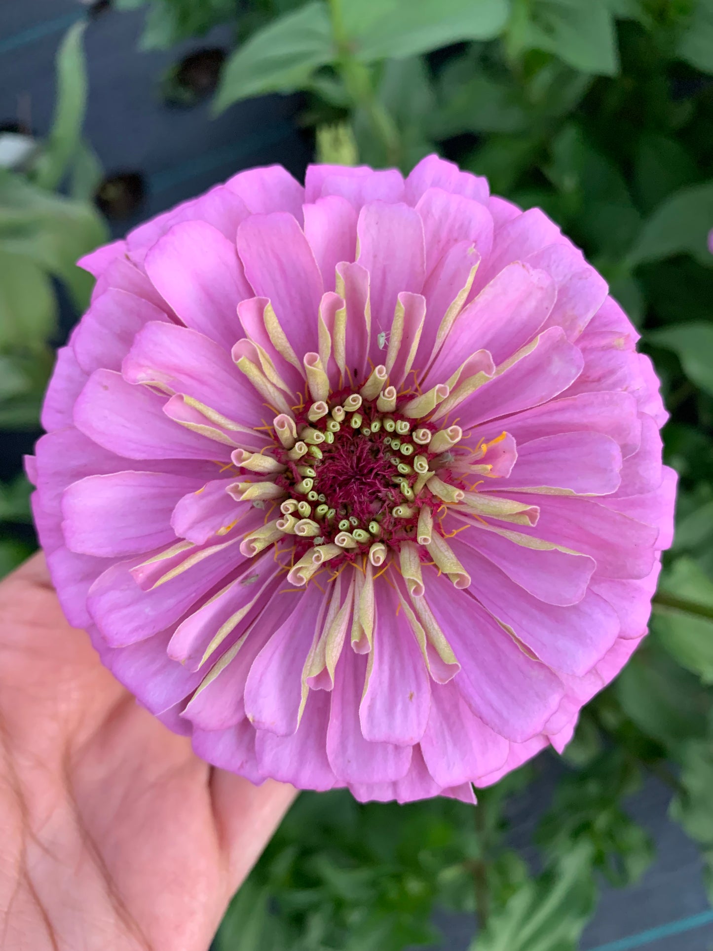 $25 Delectable Pastels Zinnia Seed Mix Fundraiser Shipping Now!