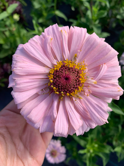 $25 Delectable Pastels Zinnia Seed Mix Fundraiser Shipping Now!