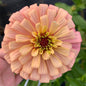 Sunset Zinnia Seed Mix Donation