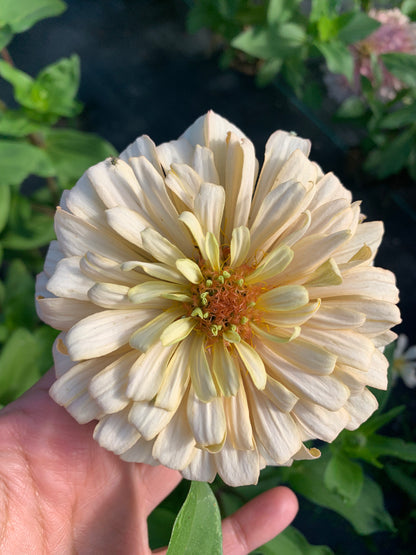 $25 Delectable Pastels Zinnia Seed Mix Fundraiser Shipping Now!