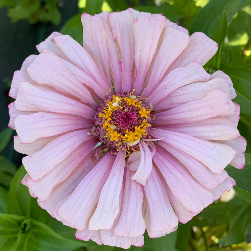 25 Delectable Pastels Zinnia Seed Mix Fundraiser Shipping Now