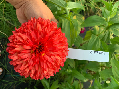 Coral Lace Giant Zinnia Seeds